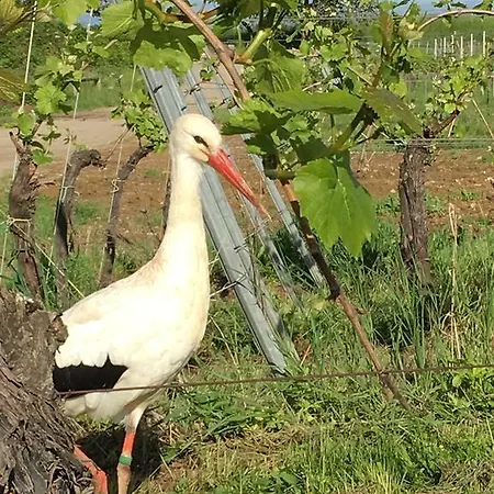 Le P'retzel & Le Sticksy *