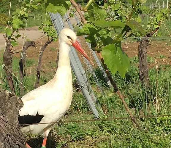 Le P'retzel & Le Sticksy *